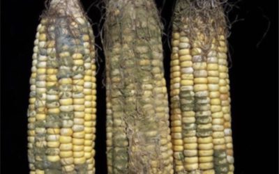 Engaging One Health for non-communicable diseases in Africa: perspective for mycotoxins
