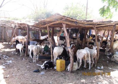 Farm animal as sentinel for environmental health and food safety in Nigeria
