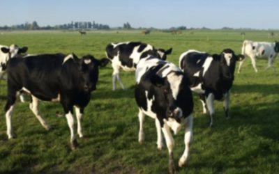 experience of traslational research in an Italian dairy chain